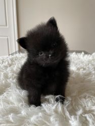 *Tiny Tim* Black mini pure bred Pomeranian