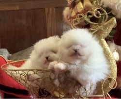 Adorable Male And Female Pomeranian pups for sale