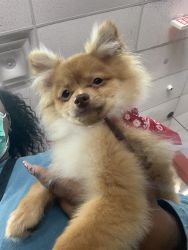 Pomeranian Puppy for sell