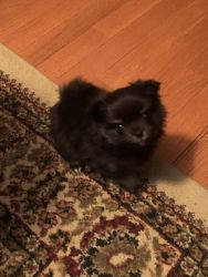 I have a toy Pomeranian puppy. He is a male, 5 weeks old.