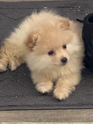 Selling my 3 month Pomeranian (Benji)