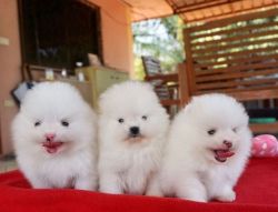Pomeranian Puppies For Adoption And Re-homing