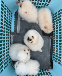 gorgeous Pomeranian puppy for sale