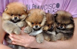 Mini pomeranian puppies for sale