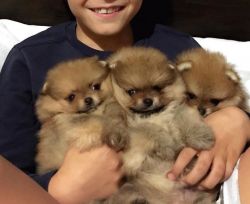 Pomeranian teacup puppy Tinypaws4home