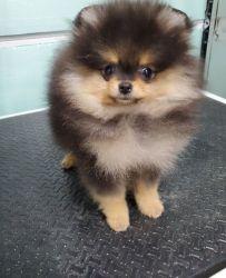 Male and Female Pomeranian Puppies for Sale