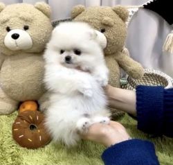 Cutest Pomeranian for sale