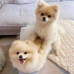 Pomeranian puppy for free adoption