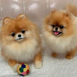 Lovely Teacup Pomeranian Puppies for Sale