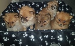 Stunning Pomeranian Puppies