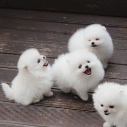AKC Reg. Pomeranian Puppies Ready to Meet You Now