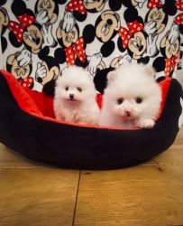 lovely pomeranian puppies