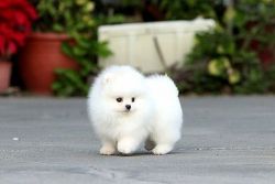 Lovely Pomeranian Puppies Available