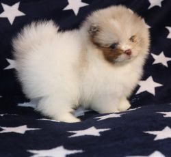 Marsel Pomeranian Pup