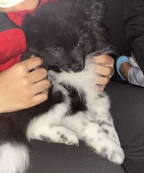 Cute Pom for Sale