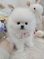 The cutest Pomeranian!