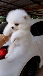 Pomeranian puppies available for free