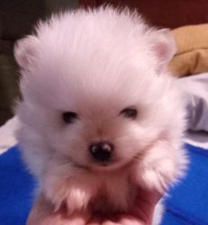 White Russian Mini Purebred Pomeranian