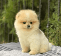 Pomeranian puppies for sale Text Us At. xxx-xxx-xxxx