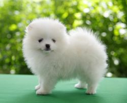 Gorgeous and outstanding pomeranian puppies available