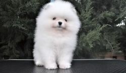 Beautiful White Pomeranian Puppy