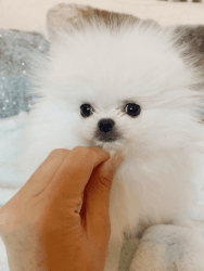 tiny teacup white Pomeranian