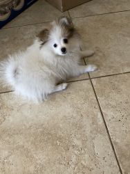 Pomeranian ready for new home