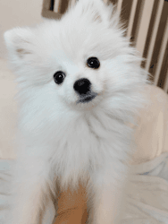 White Pomeranian for sale