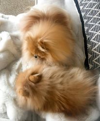 Outstanding Pomeranian Puppies for rehoming
