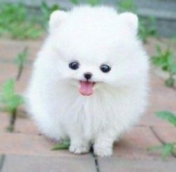 T Cup Pomeranian Puppies.