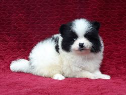 Beautiful purebred white with black pomeranian puppy female