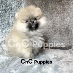 Sable Pomeranian for sale