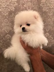 Outstanding Teacup Pomeranian Puppies for sale
