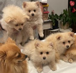 Pomeranian Puppies NOW AVAILABLE