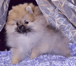 Cream Sable Pomeranian Pup