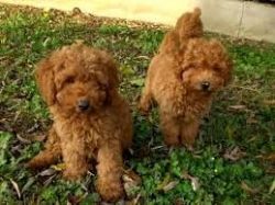 poodle dogs