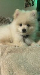 white pomeranian puppy looking for love