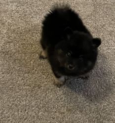 Black and Tan Pomeranian looking for a home!