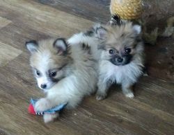 Purrebread Pomeranian Puppies