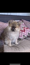 pomeranian puppy for rehoming