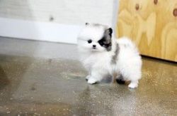 Teacup Pomeranian Puppies for sale into Good homes Only