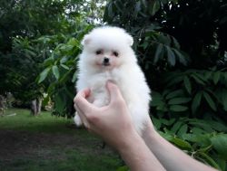 11 weeks old Pomeranian puppies for sale