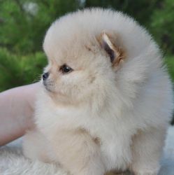 Lovely Exquisite Pomeranian puppies
