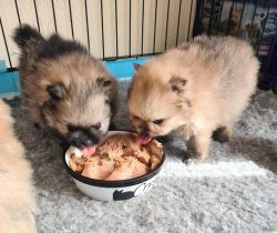 Sweet Pomeranian Puppies