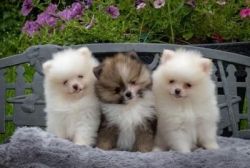 Two Teacup Pomeranian Puppies
