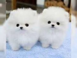 Female and Male Potty Maltese puppies for Adoption