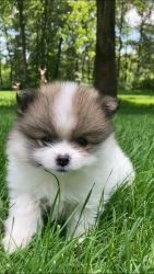 Gizmo Male Pomeranian Puppy