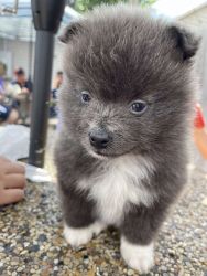 Boots Male Pomeranian Puppy