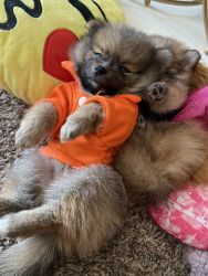 Pomeranian puppies ready for a Furever home