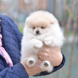 Adorable outstanding Pomeranian puppies